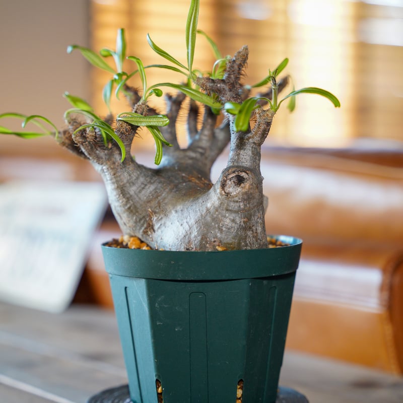 パキポディウム グラキリス-PG170 | Supervoid Caudex