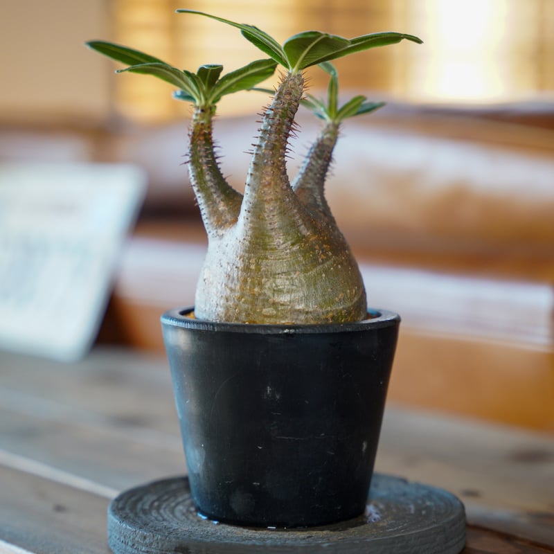 パキポディウム グラキリス-PG269 | Supervoid Caudex