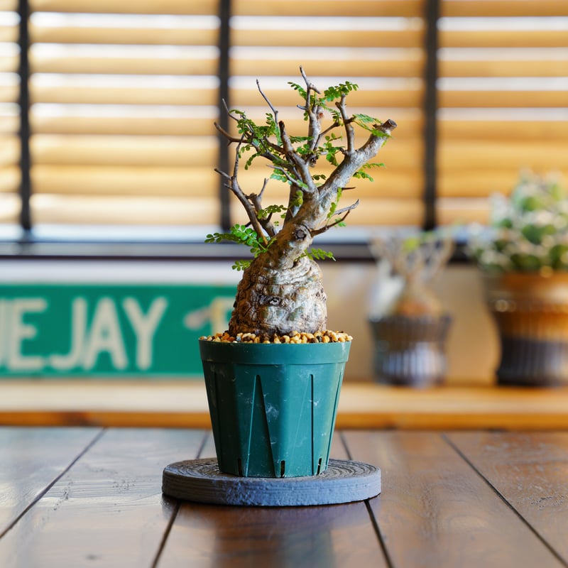 オペルクリカリア パキプス-OP43 | Supervoid Caudex