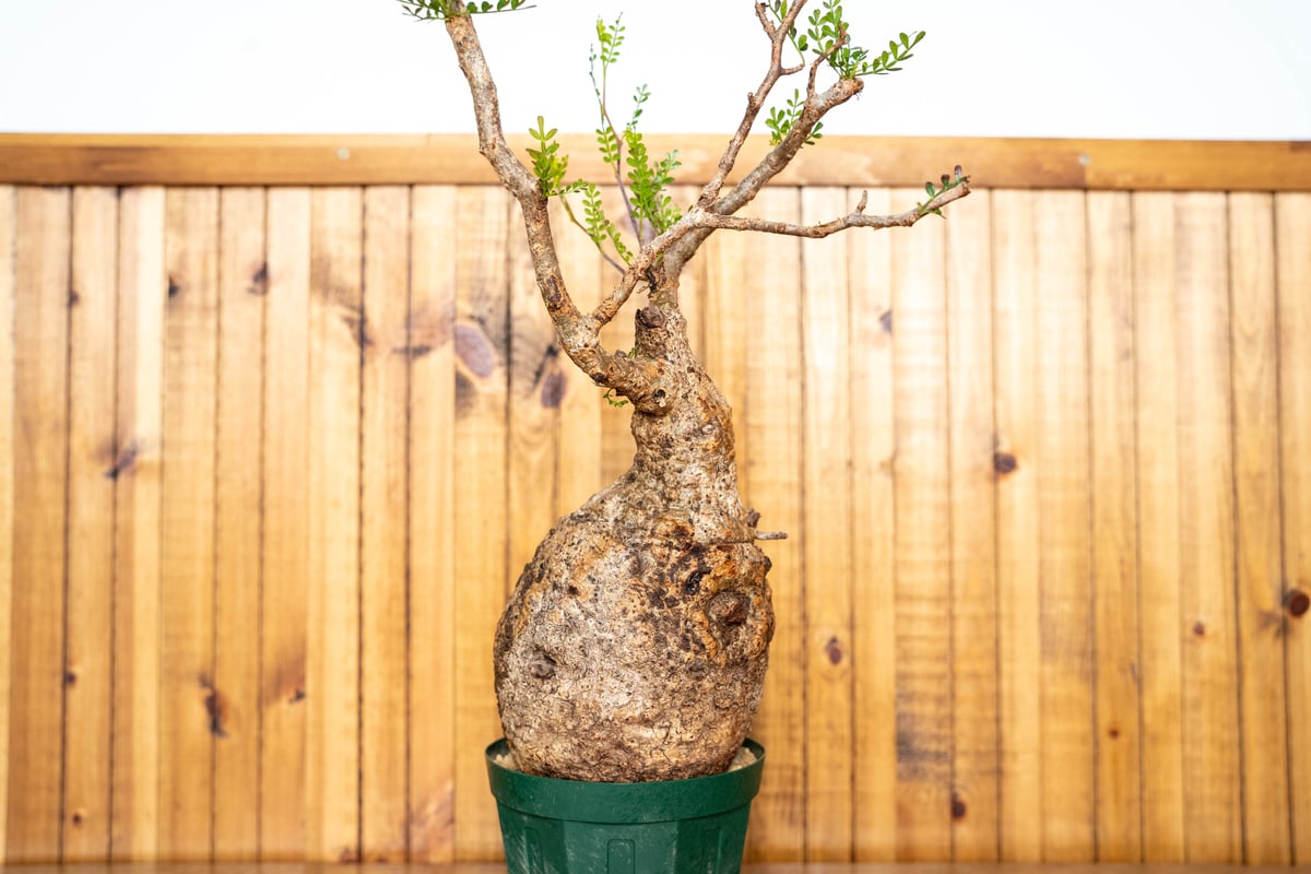 オペルクリカリア パキプス-OP13 | Supervoid Caudex