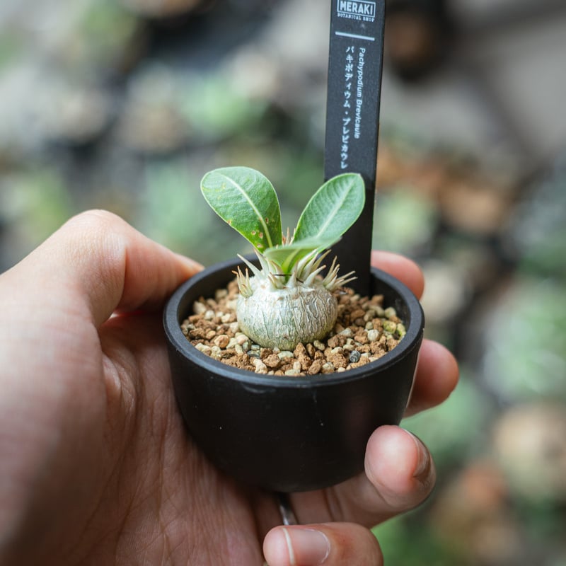 パキポディウム・ブレビカウレ恵比寿笑い（Pachypodium brevicaule
