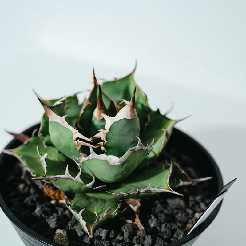 アガベ チタノタ 宝珠_250331 | MERAKI