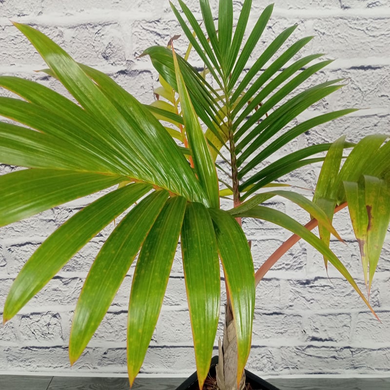 トックリヤシ 6号ブラック陶器鉢 | トロピカルフルーツ＆プランツ