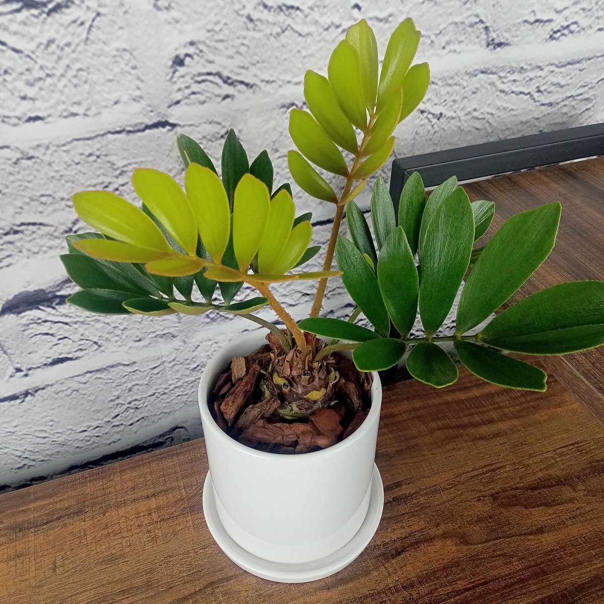 ザミア・プミラ 4号陶器鉢 | トロピカルフルーツ＆プランツ