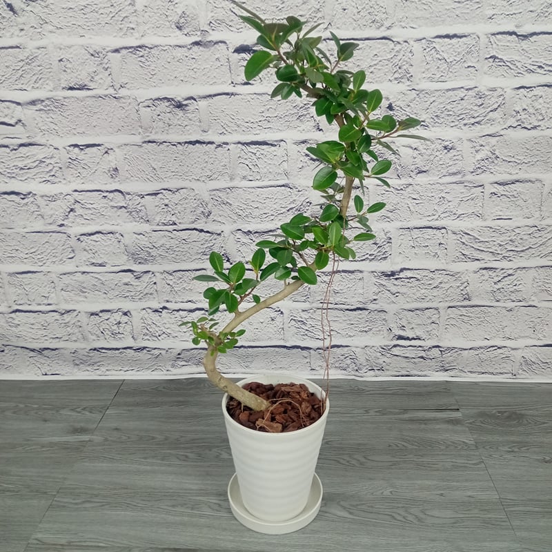 トロピカルフルーツ＆プランツ