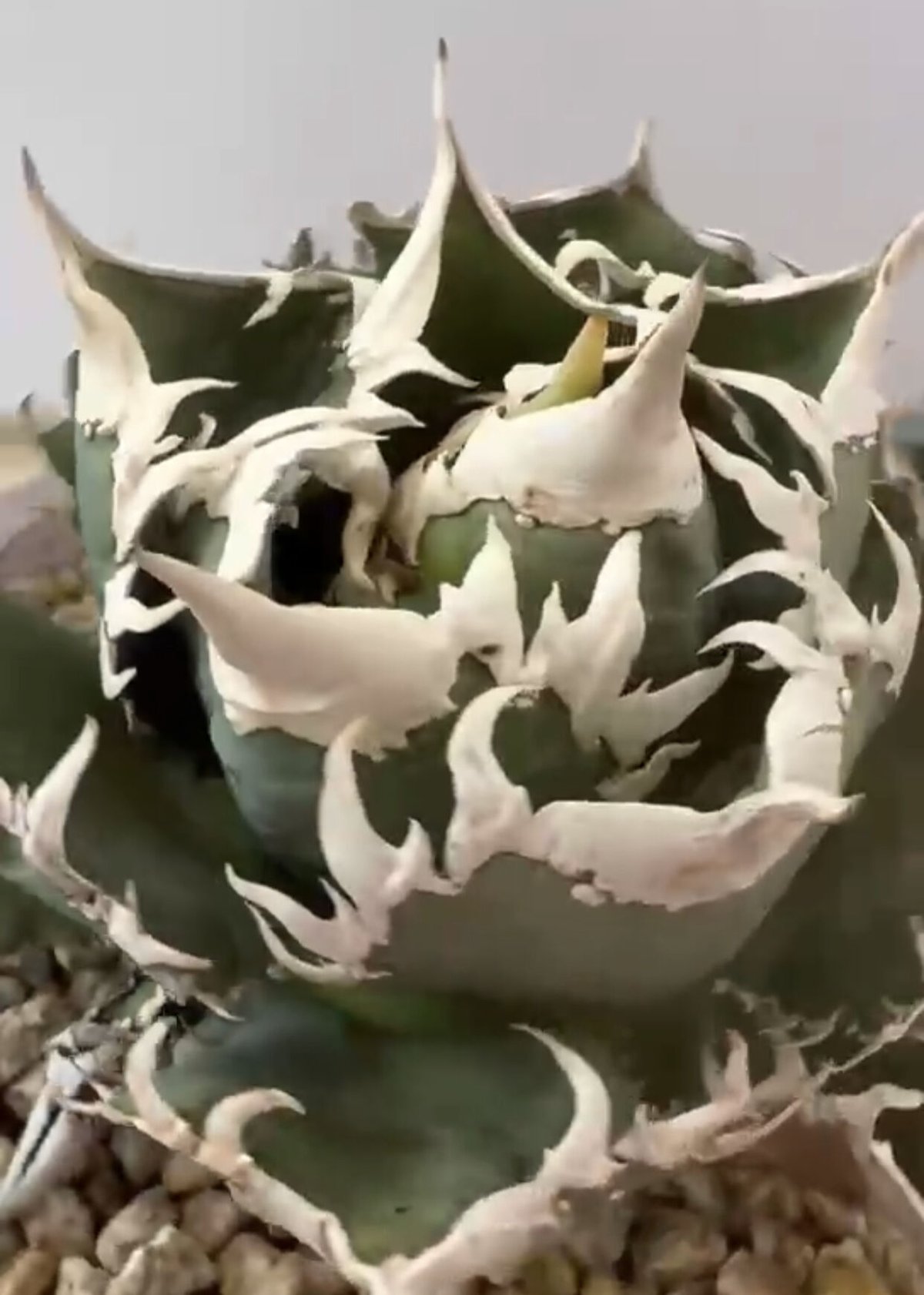 白毫刺 20250913 001 | Kenmay