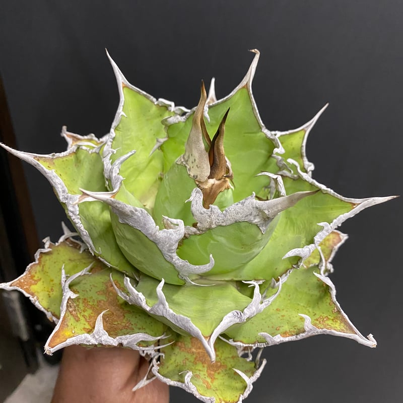 Agave Titanota Caesar 中株(Lize産)002 | Kenmay