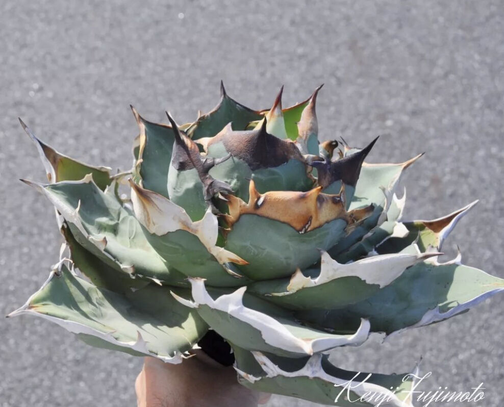 アガベチタノタ 冠鷲 クラウンイーグル | Kenmay