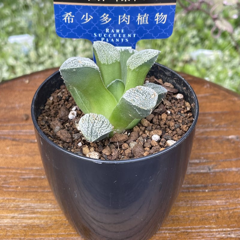 希少多肉植物 ハオルチア属 白川郷 2.5号 | きむらフローリスト