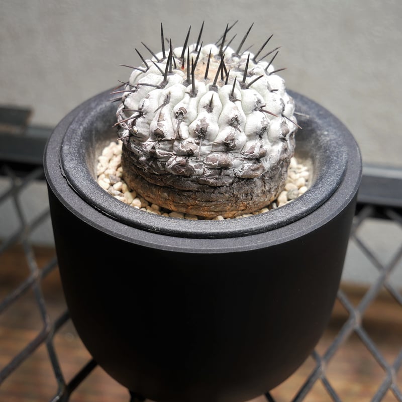 コピアポア コルムナアルバ 孤竜丸 A | Green Shop MITSUBACHI