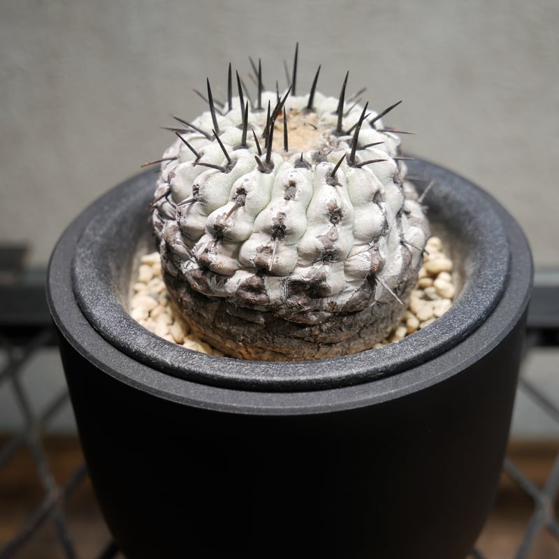 コピアポア コルムナアルバ 孤竜丸 A | Green Shop MITSUBACHI