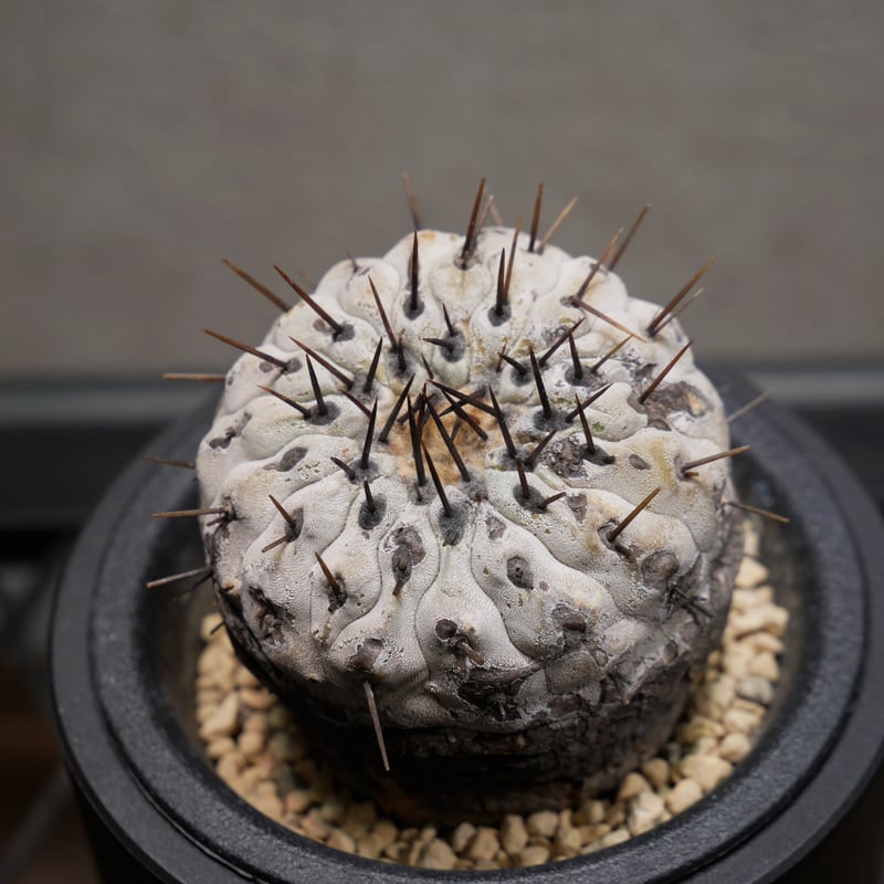 コピアポア コルムナアルバ 孤竜丸 Ⅾ | Green Shop MITSUBACHI