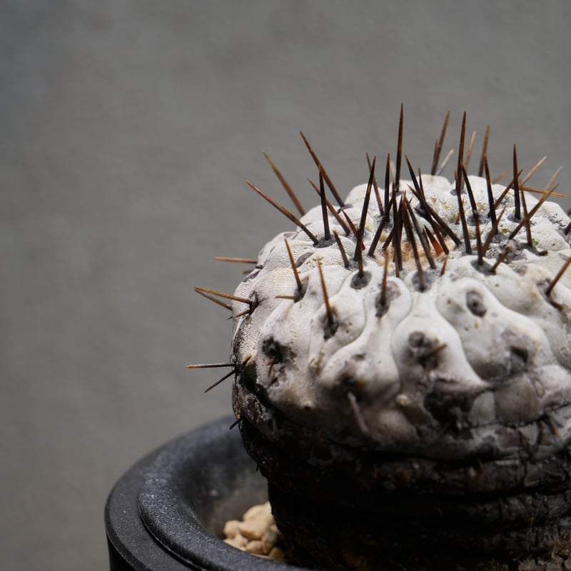 コピアポア コルムナアルバ 孤竜丸 Ⅾ | Green Shop MITSUBACHI