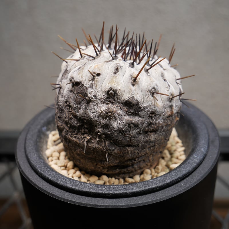 コピアポア コルムナアルバ 孤竜丸 Ⅾ | Green Shop MITSUBACHI