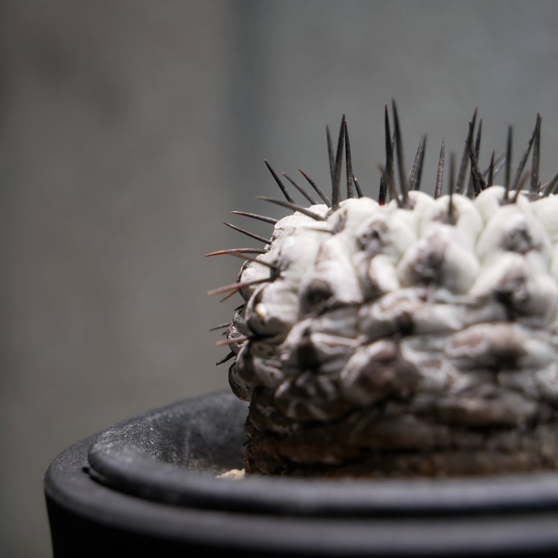 コピアポア コルムナアルバ 孤竜丸 A | Green Shop MITSUBACHI