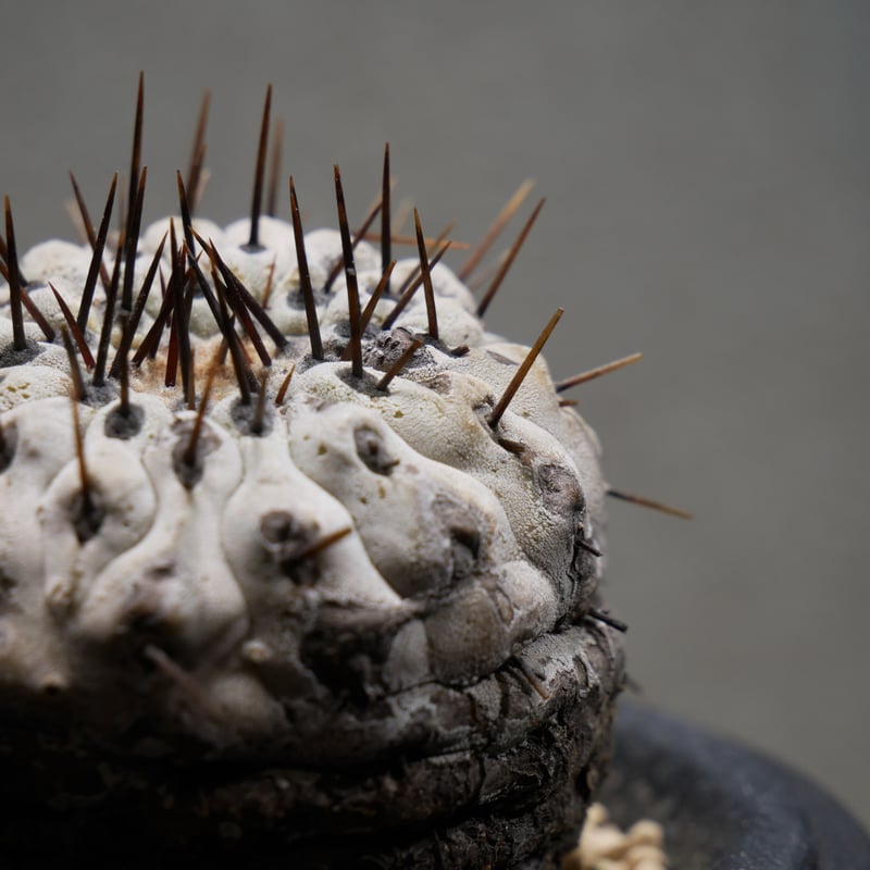 コピアポア コルムナアルバ 孤竜丸 Ⅾ | Green Shop MITSUBACHI