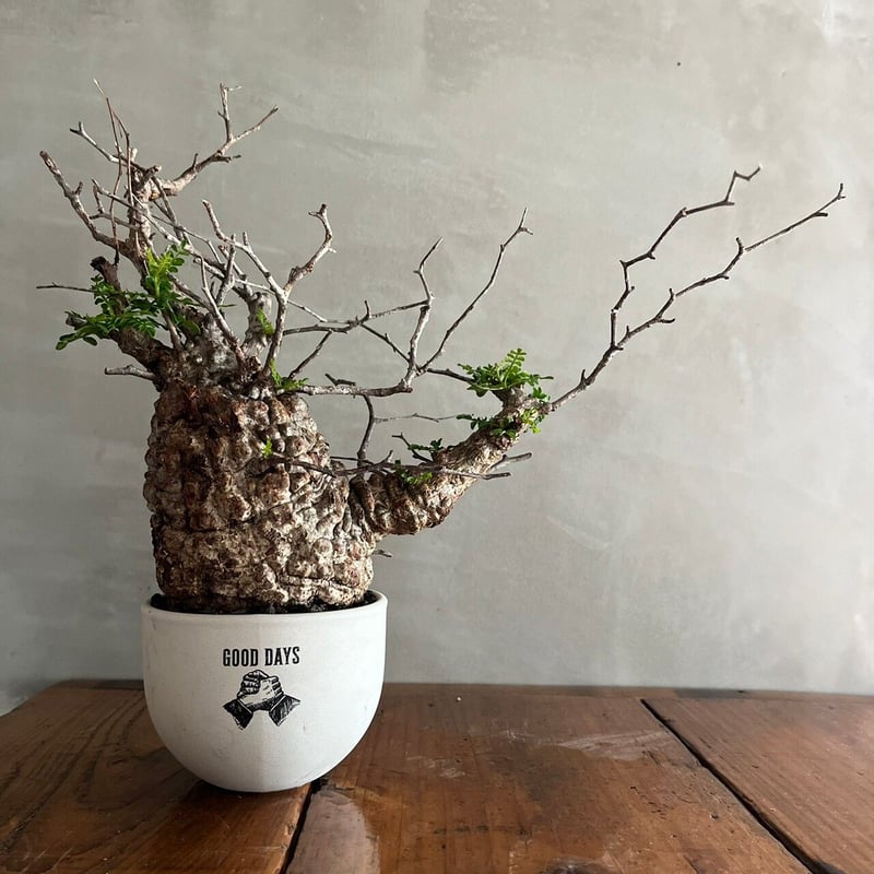 オペルクリカリア・パキプス【GOODDAYS/white鉢セット】 | GOOD DAYS