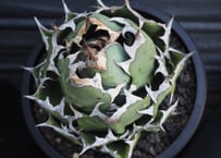 アガベ・チタノタ 巨歯鯊(芽)-001｜agave titanota megalodon |