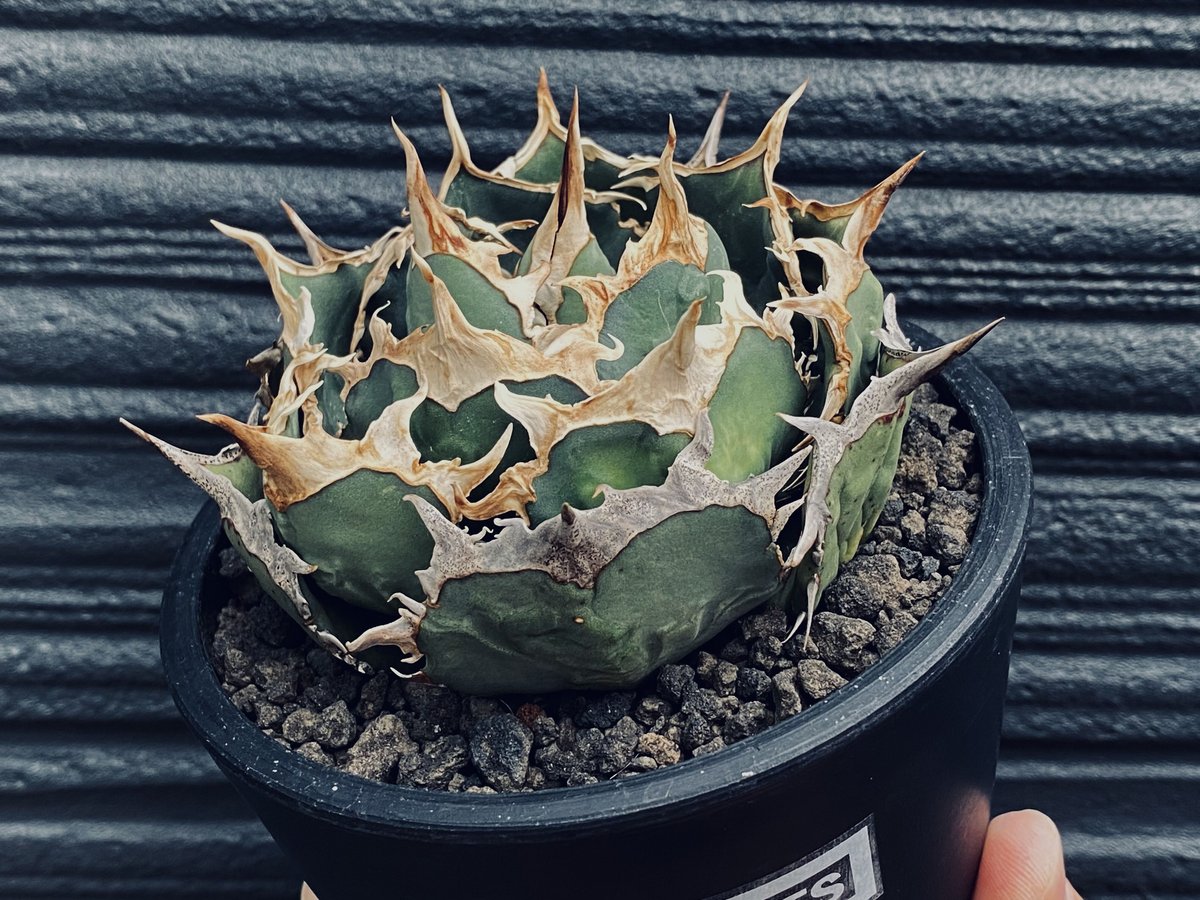 アガベ・チタノタ 烈焔（ボールタイプ）中-007｜agave titanota flame |