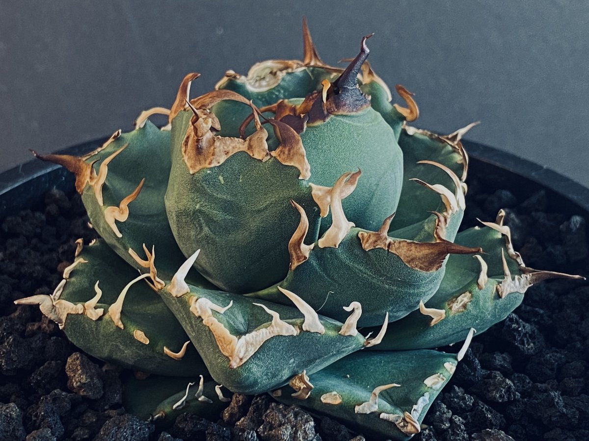 アガベ・チタノタ 魔丸-011｜agave titanota imps | Plus_Plan