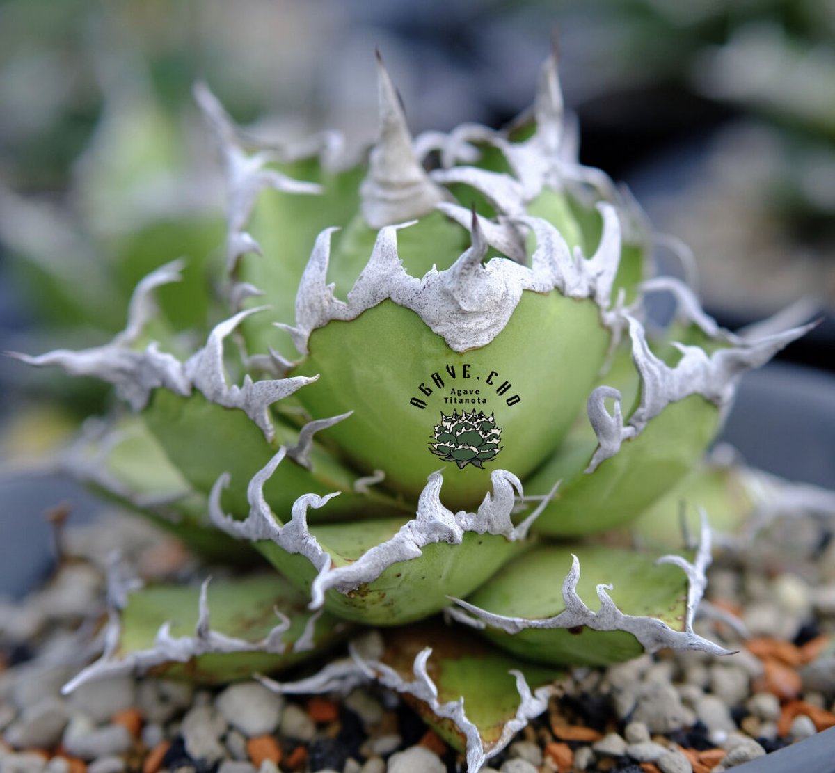 アガベ・チタノタ シーザー（凱撒）中-015｜agave titanota caesar |