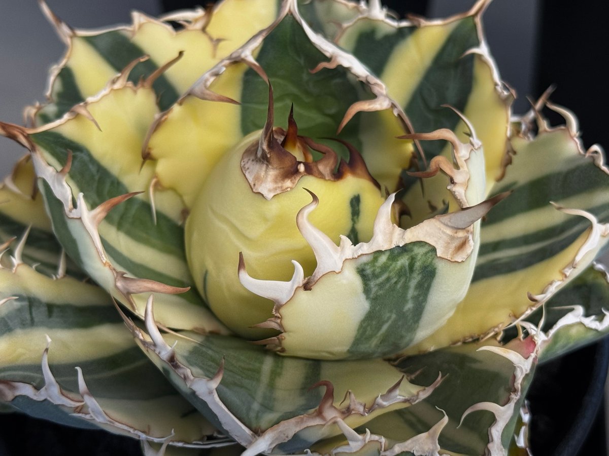 アガベ・チタノタ白鯨（縞斑）中-002｜agave titanota white whale