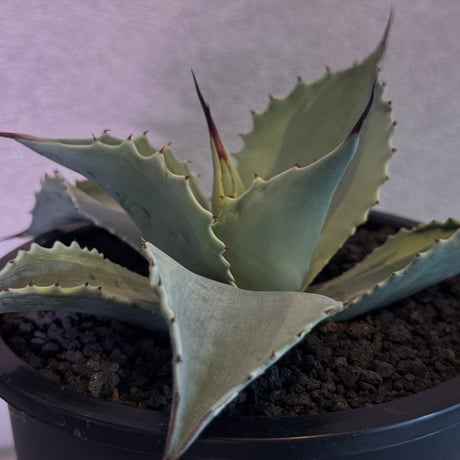 アガベオバティフォリア | STORES