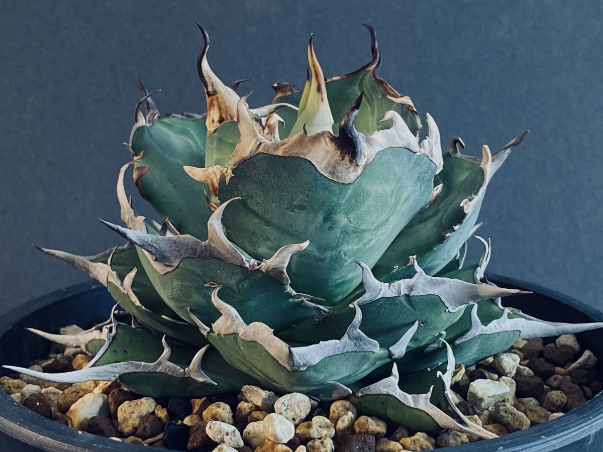 アガベ・チタノタ ハデス (黒帝斯) 中/大-019｜agave titanota hades