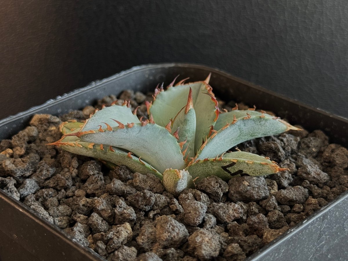 アガベ・チタノタブルー選抜/L18（芽）-004｜agave titanotablue_L18