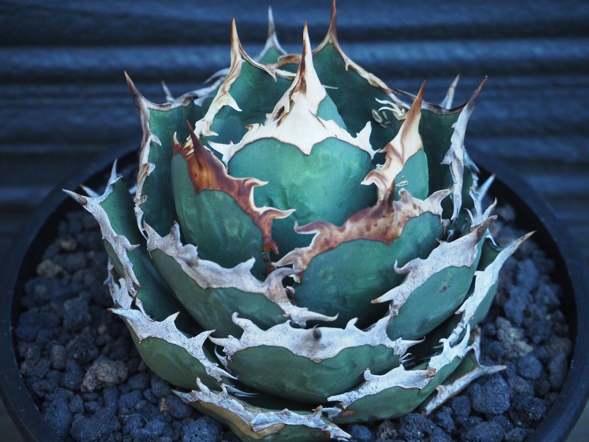 アガベ・チタノタ 烈焔（ボールタイプ）大-015｜agave titanota flame |