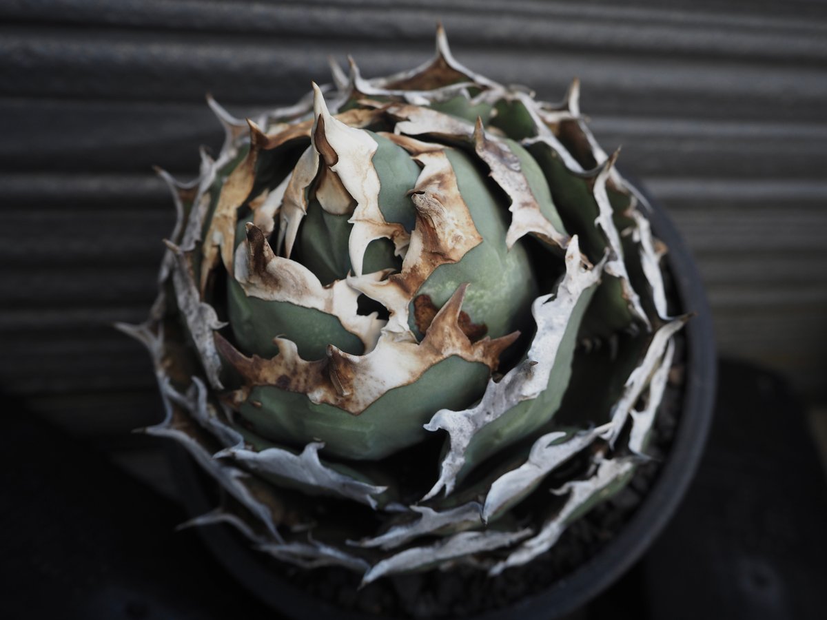 fit=scale-down,w=1200