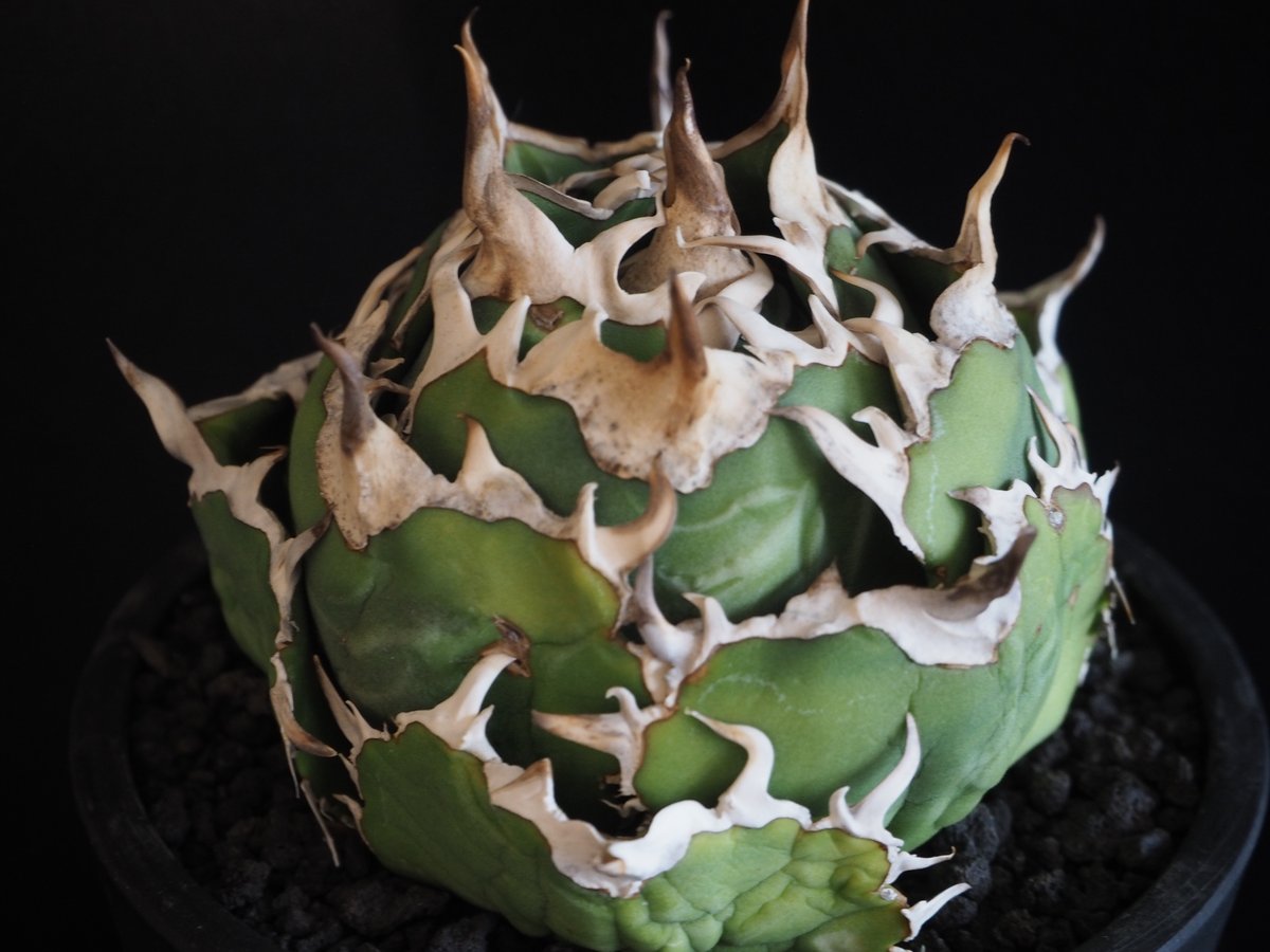 アガベ・チタノタ白鯨（ボールタイプ）中-091｜agave titanota white wh