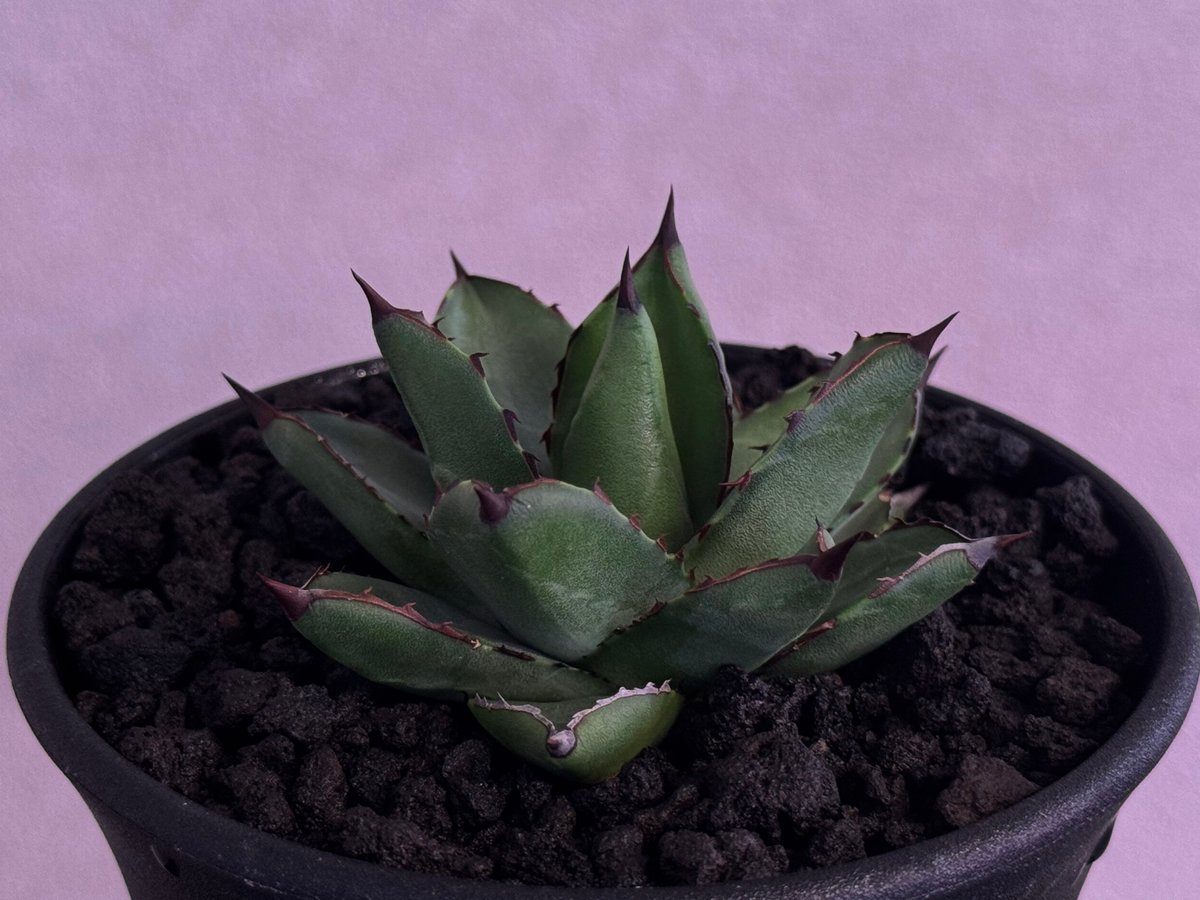 アガベ・笹の雪×イシスメンシス ハイブリッド（芽）-006｜ agave