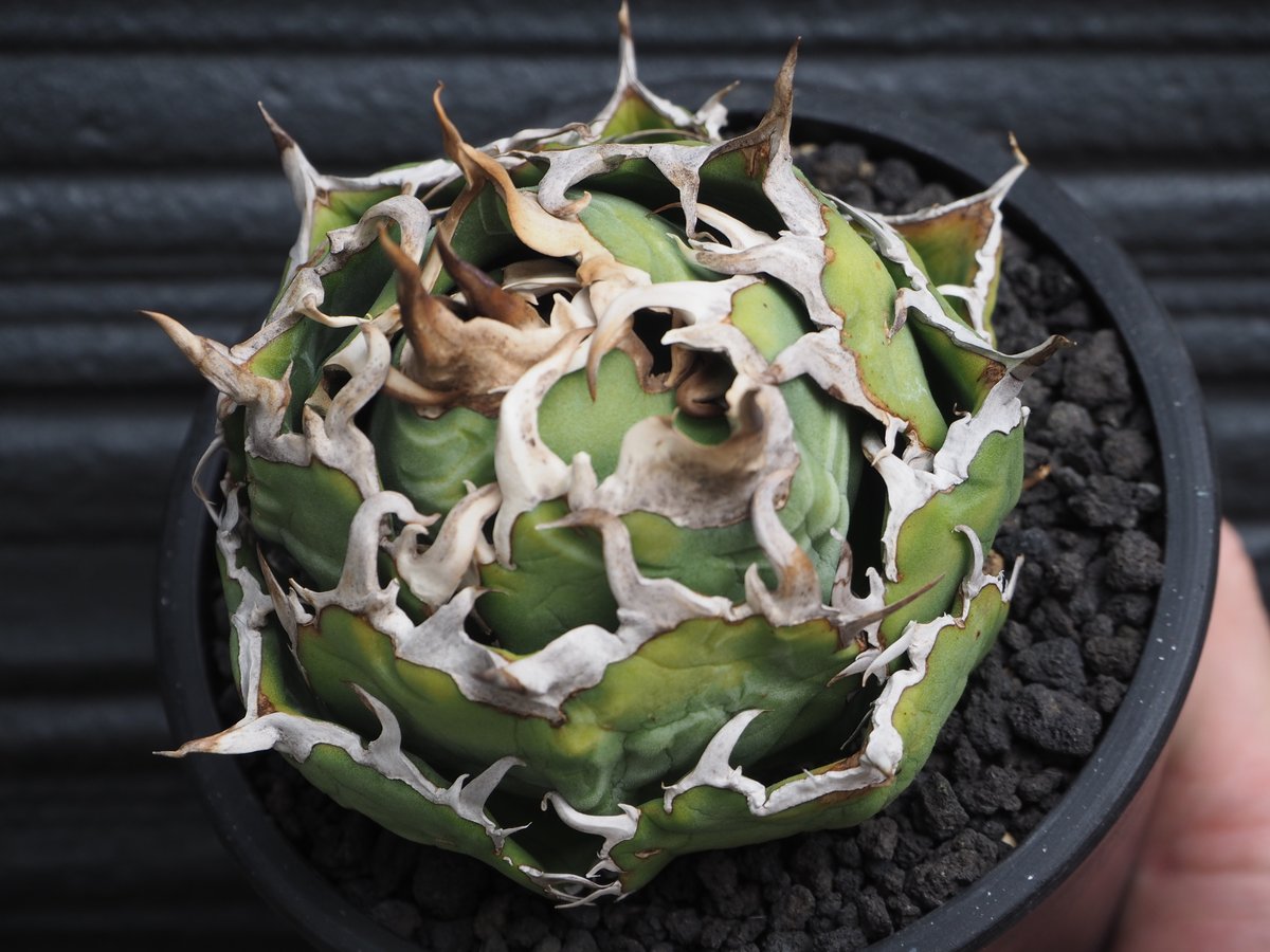 アガベ・チタノタ白鯨（ボールタイプ）中-092｜agave titanota white wh