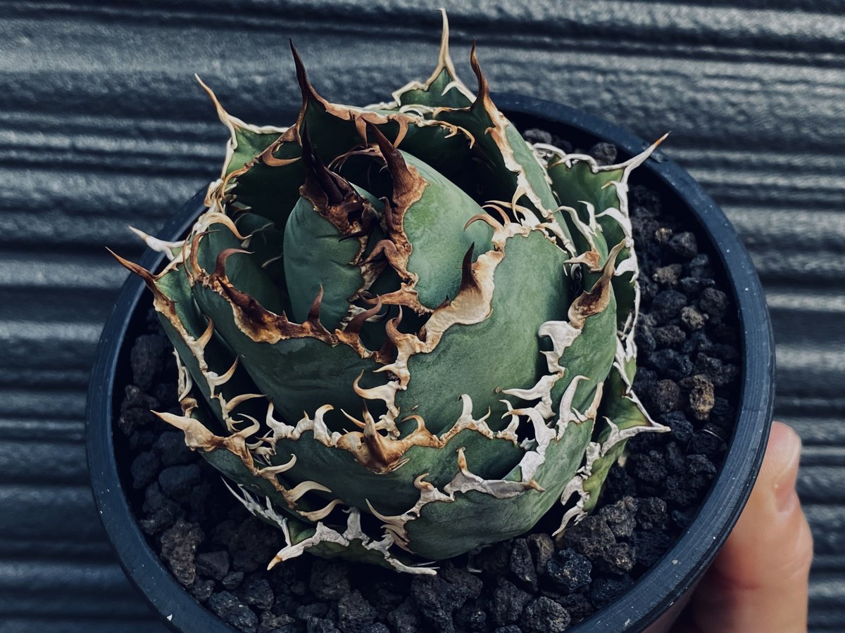 アガベ・チタノタ 圓葉拇指(フィリグリー)_ボールタイプ小-003｜agave