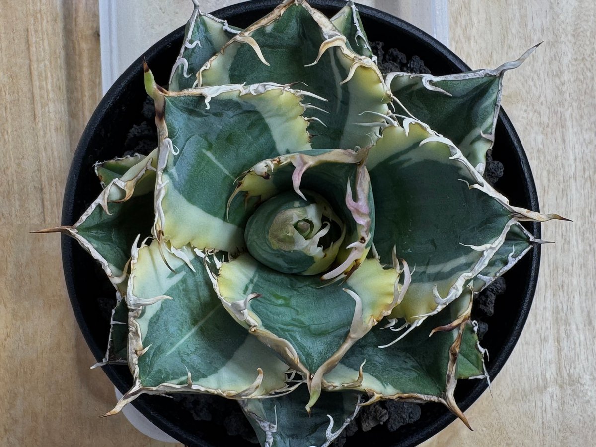 344＊コレクション株＊【1.4写真更新】アガベ チタノタ SAD 344