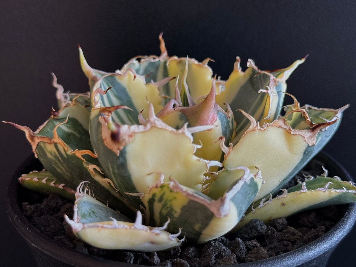 アガベ チタノタ 白鯨 白鯨錦 縞斑 乱れ斑 657 上澳園芸 アガベ