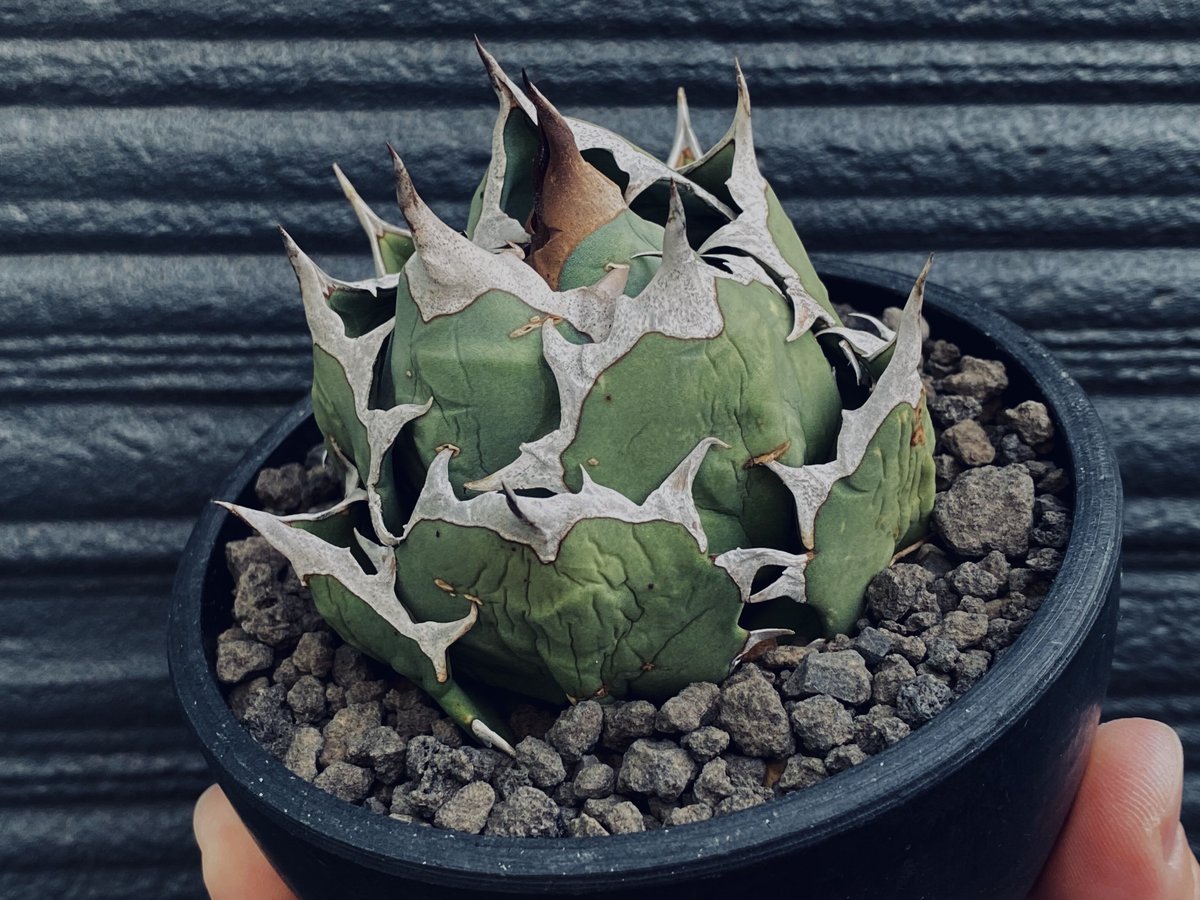 アガベ・チタノタ 姫厳竜（強刺特選ボール）小-040｜agave titanota