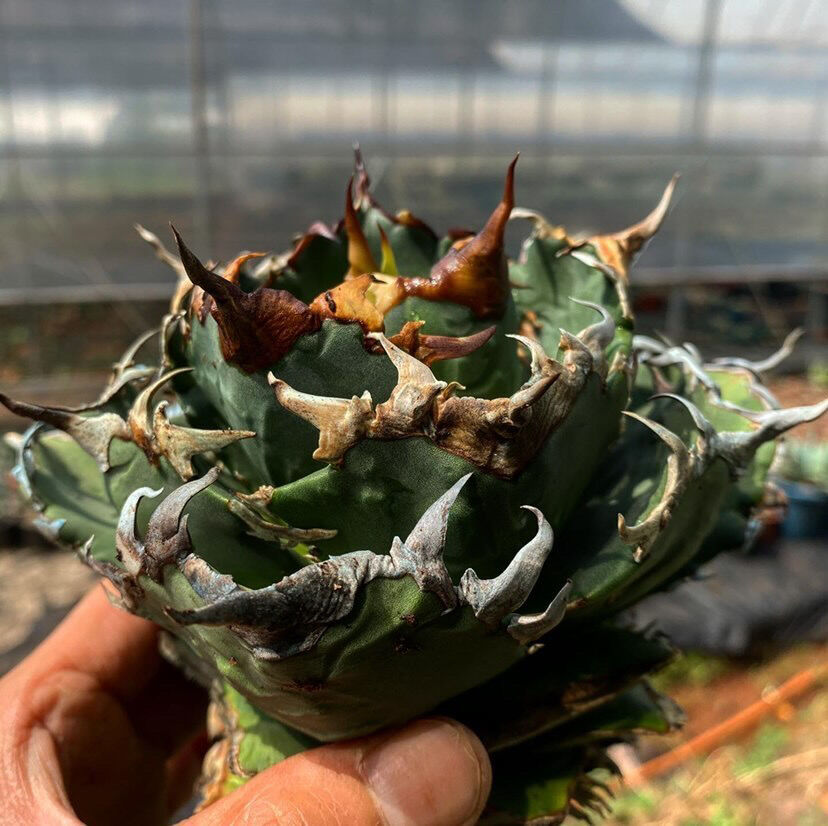 アガベ・チタノタ 夕映厳竜-008｜agave titanota Solar Eclipse