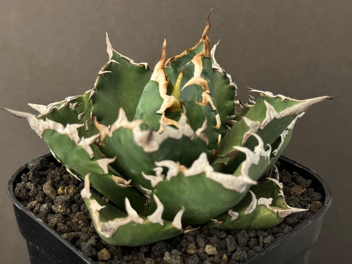 アガベ・チタノタ 狂雨/狂刺小雨新白鯨（小株）- 010｜agave titanota