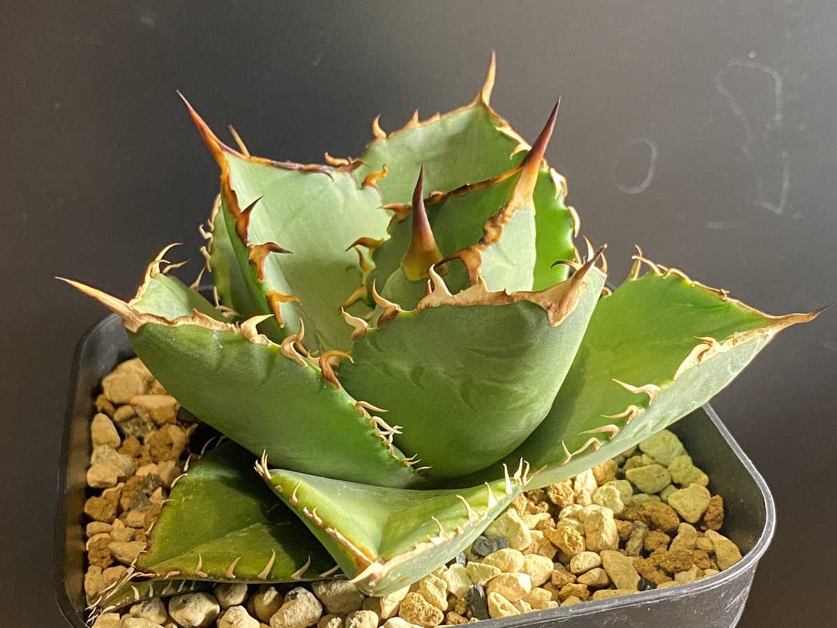 アガベ・チタノタ FO/オテロイ（ワイドタイプ）｜agave titanota FO