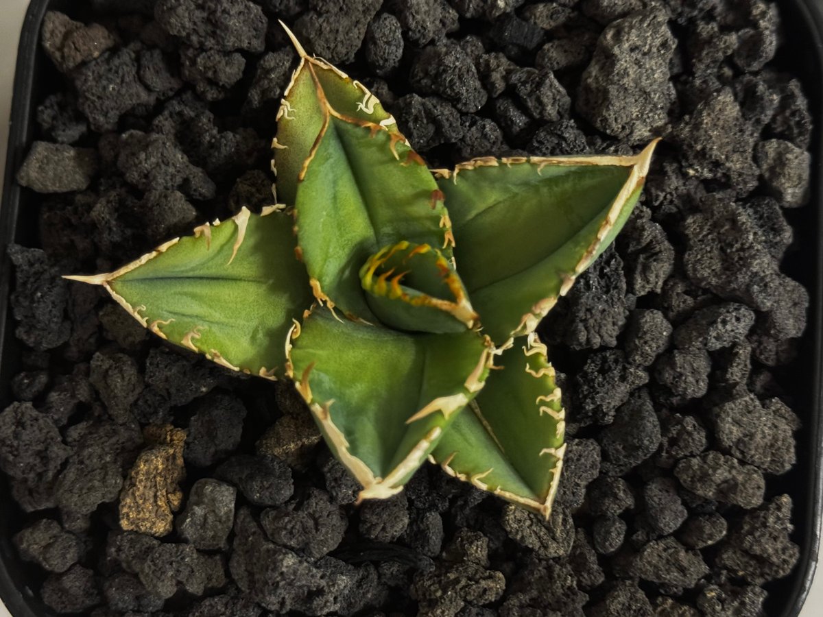 アガベ・チタノタ 白毫刺（芽）-023(当店標本株直子)｜agave titanota