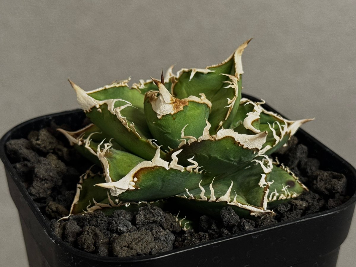 アガベ・チタノタ 流星(台湾Lize産)-002｜agave titanota Meteor