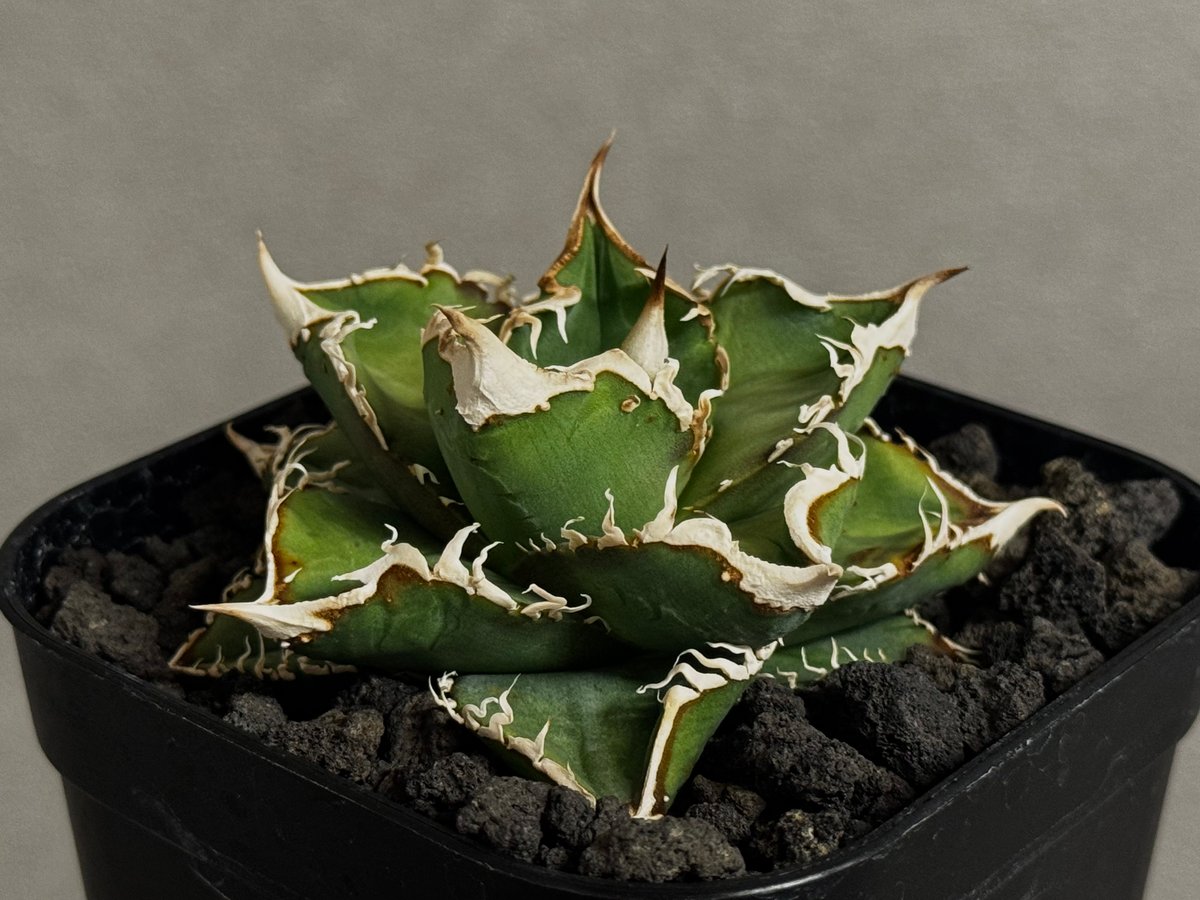 アガベ・チタノタ 流星(台湾Lize産)-002｜agave titanota Meteor