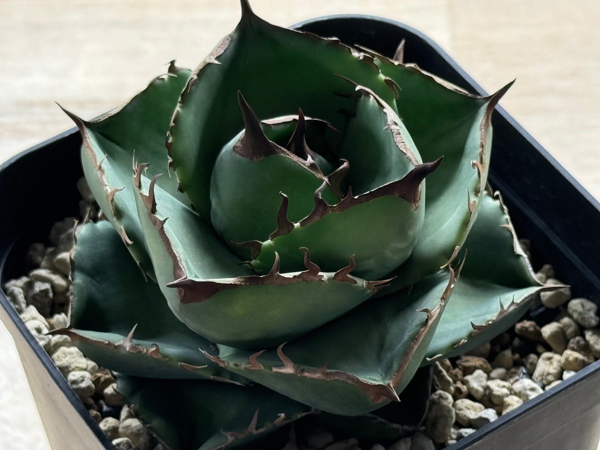 アガベ・チタノタ（ノーネーム）004｜agave titanota No Name | Plu