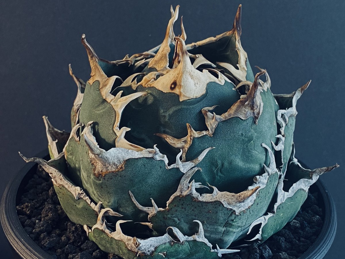 アガベ・チタノタ白鯨（ボールタイプ）大-020｜agave titanota white wh