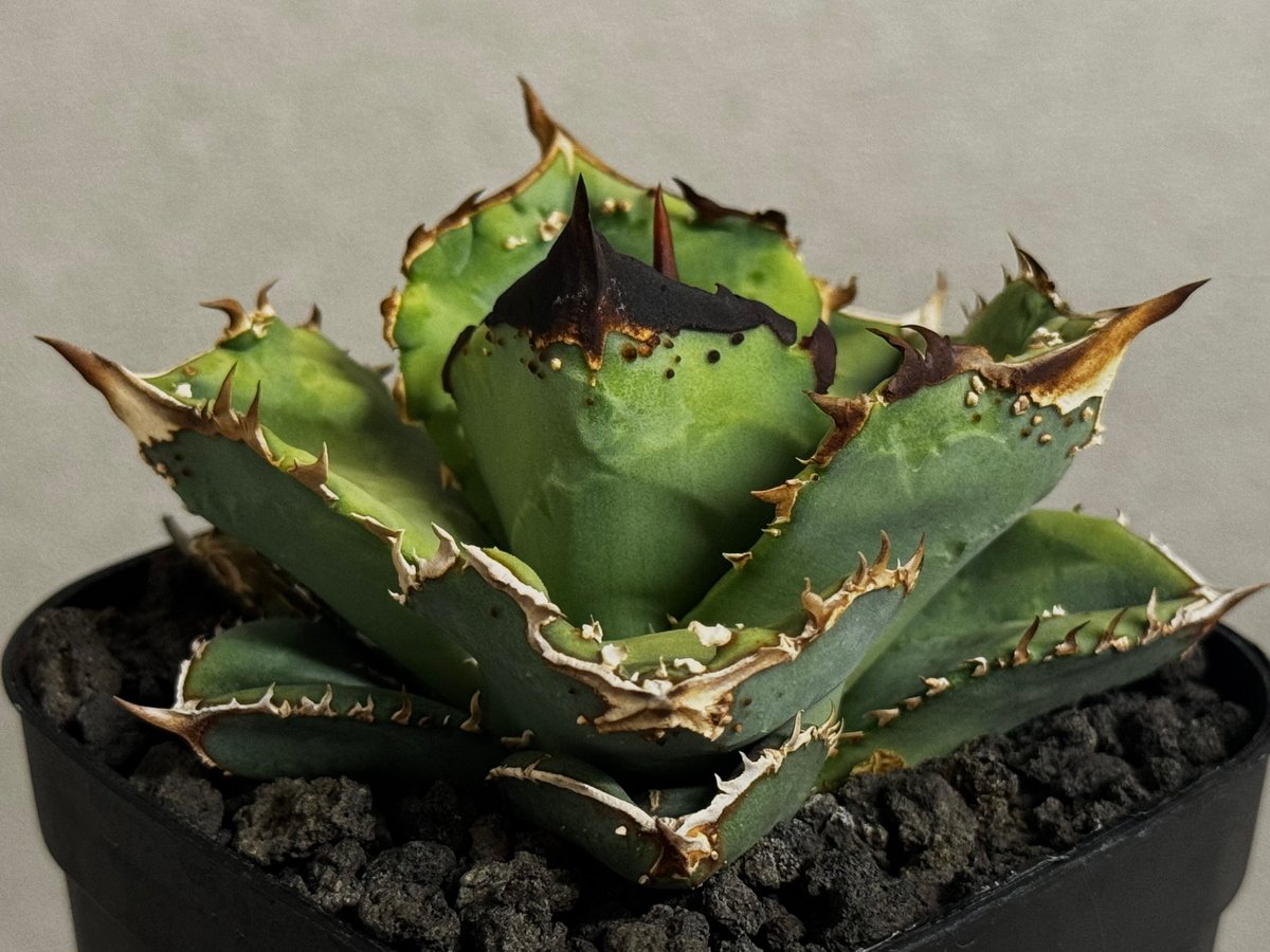 アガベ・チタノタ 鰐亀(小株)-023｜agave titanota alligator sn