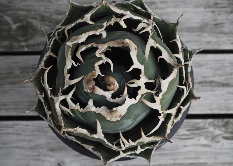 アガベ・チタノタ白鯨（ボールタイプ）大-048｜agave titanota white wh