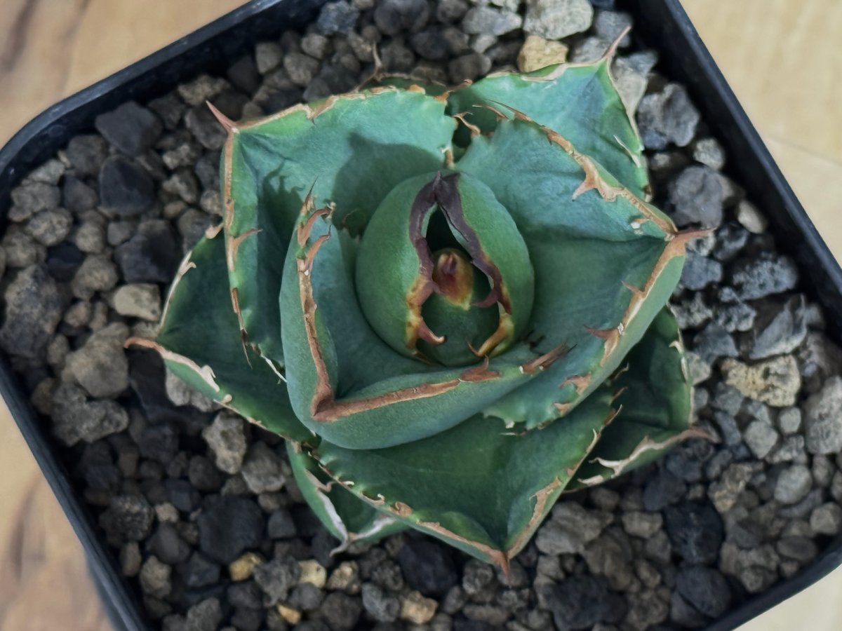 アガベ・チタノタ（ノーネーム）003｜agave titanota No Name | Plu