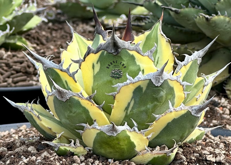 アガベ・チタノタ スナグルトゥース（芽）-006｜agave titanota snaggl